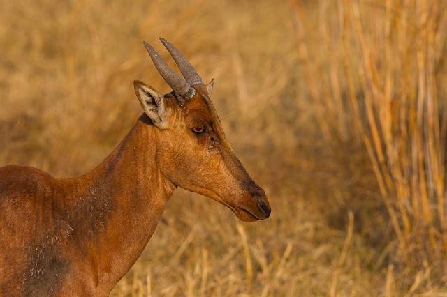 026 Botswana, Okavango Delta, lierantilope.jpg